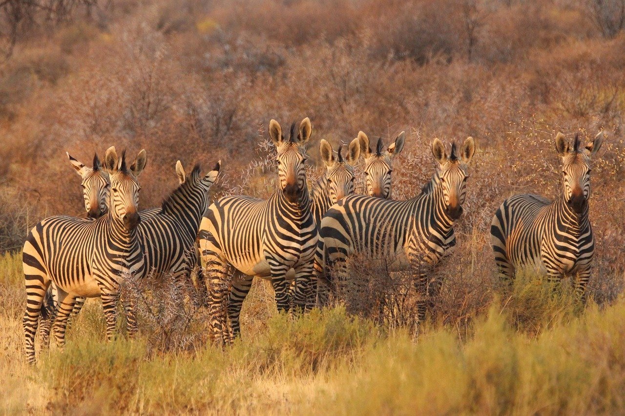 zebras, animals, nature, africa, south africa, namibia, savannah, safari, wildlife